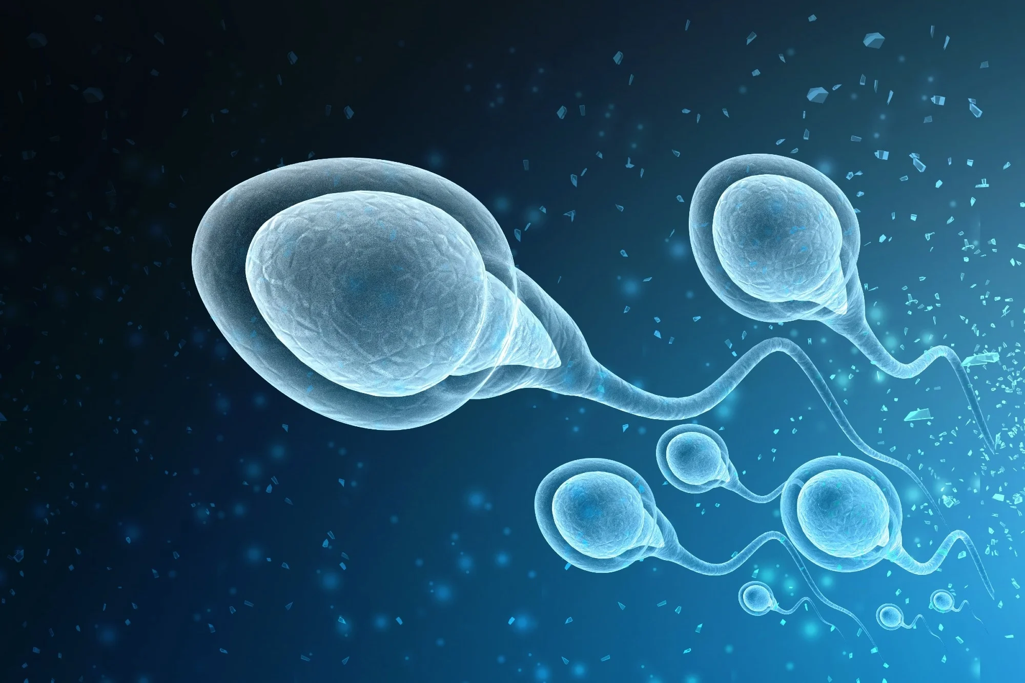 Comprehensive Fertility Services and Support